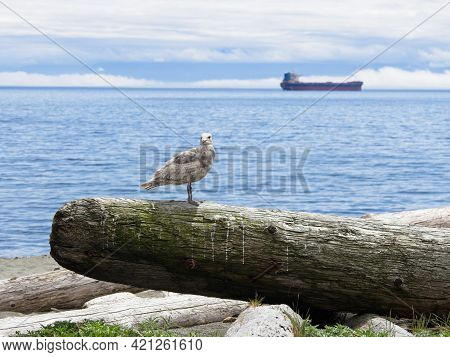 Driftwood Beach