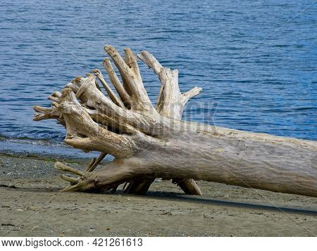Driftwood Beach