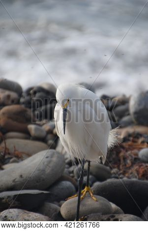 A Picture Of Ocean Bird, Picture Was Taken At Palos Verdes, California