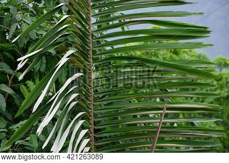 Arenga Pinnata Commonly Known As Sugar Palm, Big Green Folios And White On The Backside Of Leaves.