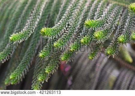 Macro View Of Green Prickly Branches Of A Fur-tree Commonly Known As Pine Tree.