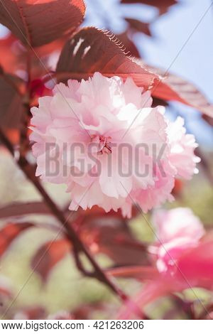 Pink Cherry Blossoms On A Branch With A Blurred Background.