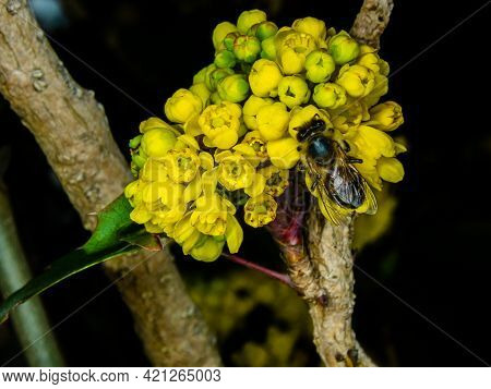 A View Of Single Bee Pollinates Common Barberry Flowers