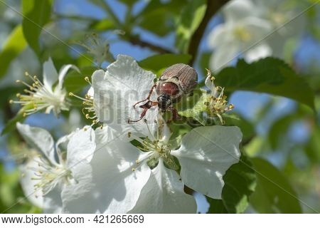 Melolontha Hippocastani Beetle On Apple Blossom Close-up. Macro. Chafer.