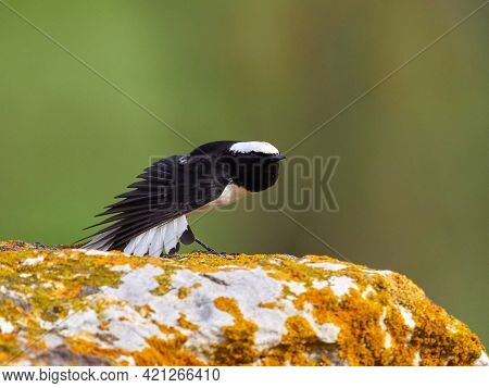 The pied wheatear (Oenanthe pleschanka) in natural habitat