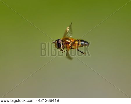 European species of hoverfly (epistrophe eligans) flying