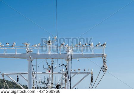 Flock Of Seagulls Perched On Yardarm Of Trawler Mast.