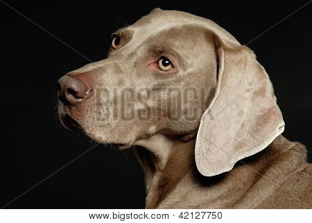 Weimaraner