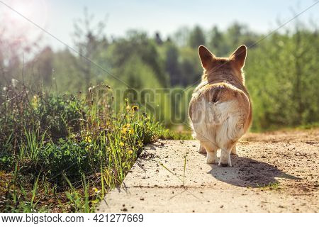 Smiling Pembroke Welsh Corgi Puppy Booty Summer Time. Corgi Butt, Cute Booty.