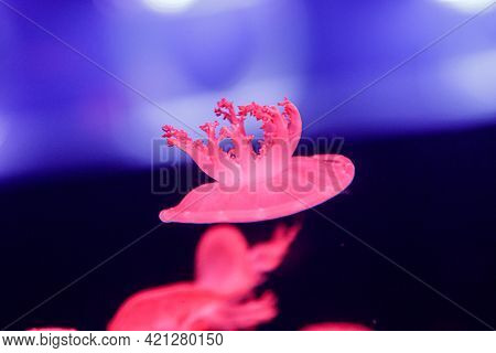Macro Of A Beautiful Jellyfish Cassiopea Andromeda Close Up