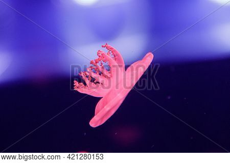 Macro Of A Beautiful Jellyfish Cassiopea Andromeda Close Up