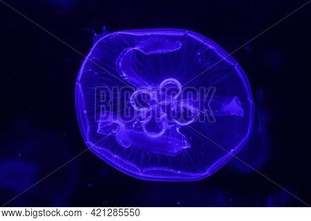 Macro Of A Beautiful Jellyfish Aurelia Aurita Close Up