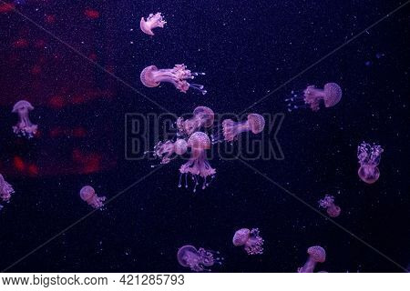 Macro Of A Beautiful Jellyfish Phyllorhiza Punctata Close Up