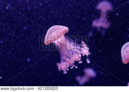 Macro Of A Beautiful Jellyfish Phyllorhiza Punctata Close Up