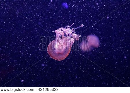 Macro Of A Beautiful Jellyfish Phyllorhiza Punctata Close Up