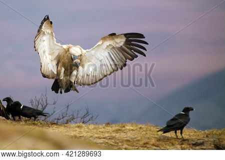 The Cape Griffon Or Cape Vulture (gyps Coprotheres), Also Known As Kolbe's Vulture Landing On The Ed