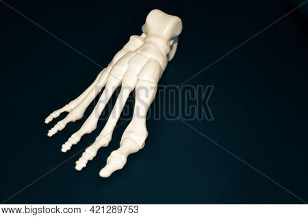 White Prototype Of The Human Foot Skeleton Printed On 3d Printer On Dark Surface