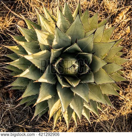 Looking Straight Down On Thick Aloe Plant In Big Bend Desert