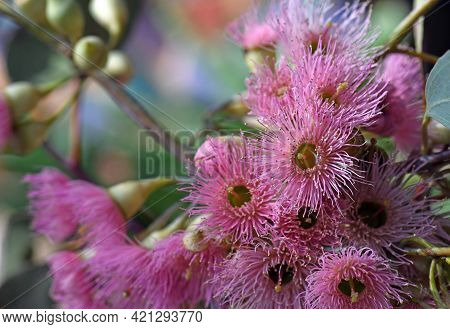 Pink Blossoms Of The Australian Native Red Ironbark Eucalyptus Sideroxylon, Family Myrtaceae. Small 