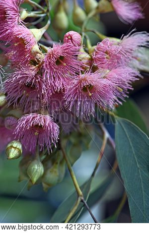 Pink Blossoms Of The Australian Native Red Ironbark Eucalyptus Sideroxylon, Family Myrtaceae. Small 