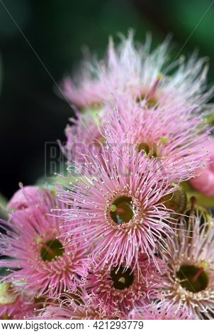Pink Blossoms Of The Australian Native Red Ironbark Eucalyptus Sideroxylon, Family Myrtaceae. Small 