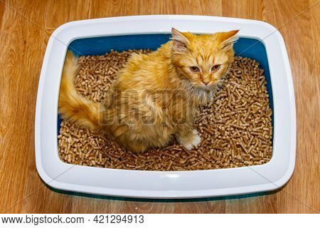 Ginger Cat In The Cat's Litter Box