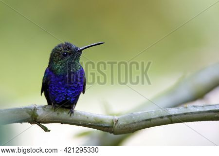 Fork-tailed Woodnymph (thalurania Furcata) On A Branch. Tambopata, Amazon Rainforest, Peru