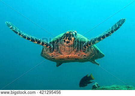 Hawksbill Turtle (eretmochelys Imbricata) Approaching. Coiba, Panama