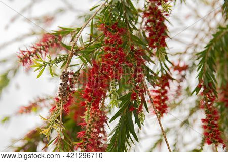 Beautiful Red Flowers Of Weeping Willow Tree.
