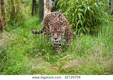Stunning Jaguar Panthera Onca Prowling Through Long Grass