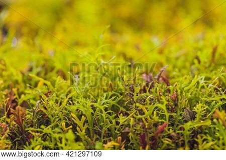 Mizuna Microgreen Japanese Mustard On A Blurred Background. Selective Focus. Top View.