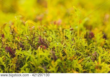 Mizuna Microgreen Japanese Mustard On A Blurred Background. Selective Focus. Top View.