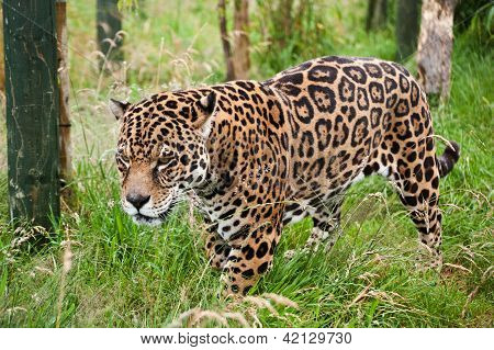 Stunning Jaguar Panthera Onca Prowling Through Long Grass