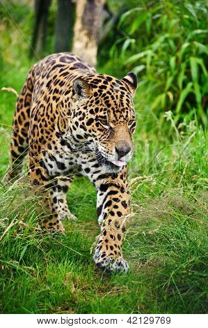 Stunning Jaguar Panthera Onca Prowling Through Long Grass