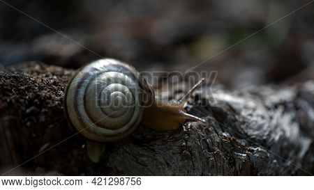 Snail On The Slope.dynamics Of Movement Of Individual Creatures. Search For Shelter After The Rain. 