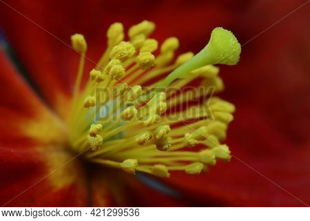 Close Up Of A Helianthemum Rock Rose Flower Showing Yellow Stamen And Anthers