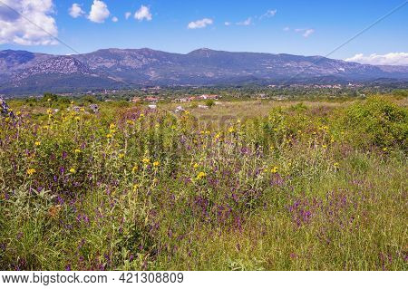 Sunny Summer Landscape. Montenegro, Ulcinj. Meadow With Wildflowers Near Old Town Shas