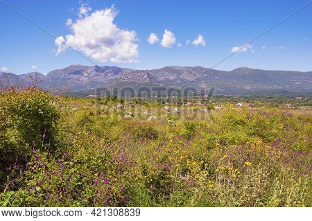 Sunny Summer Landscape. Montenegro, Ulcinj. Beautiful Meadow With Wildflowers Near Old Town Shas (de