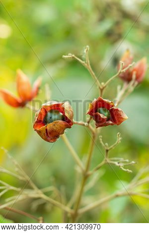 Harlequin Glorybower Or The Wayfaring Tree Viburnum Lantana Fruits And Seed