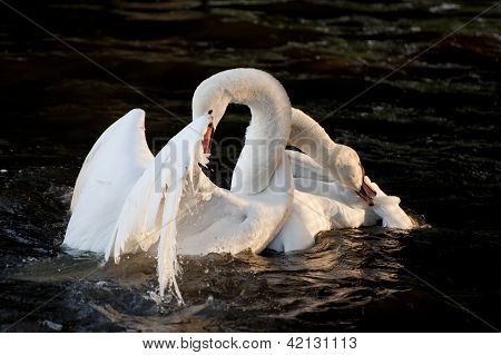 Mute Swans Display Aggressive And Tender Behaviour During Mating Ritual