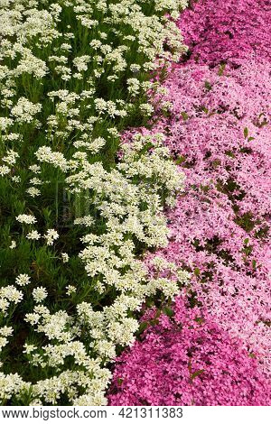 Flower Background - White And Pink Ground Cover Flowers In A Flower Bed. Selective Focus.