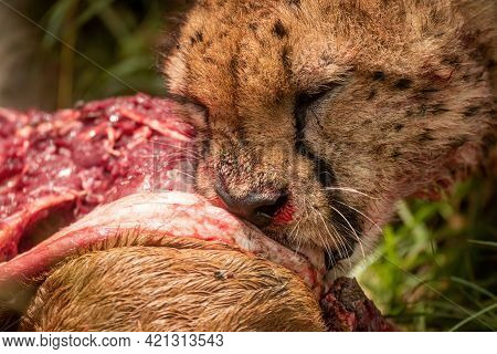 Close-up Of Cheetah Munching On Bloody Carcase