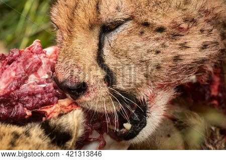 Close-up Of Cheetahs Chewing On Bloody Carcase