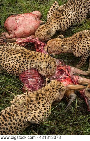 Close-up Of Four Cheetahs Feeding On Carcase