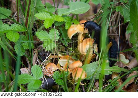 Two Black Slugs Are Eating The Mushrooms In Springtime