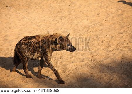 The Spotted Hyena (crocuta Crocuta) (laughing Hyena) Staying On The Sand Close To The Luangwa River 