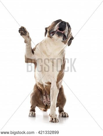 American Staffordshire Terrier  In Front Of White Background