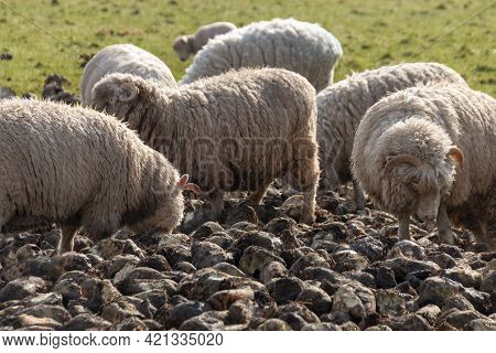 A Close Iup View Of A Flock Of Sheep All Standing Over A Pile Of Food