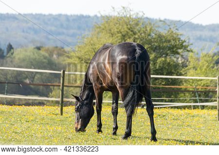 A Close Up View Of A Bay Horse Eating Grass In A Open Field