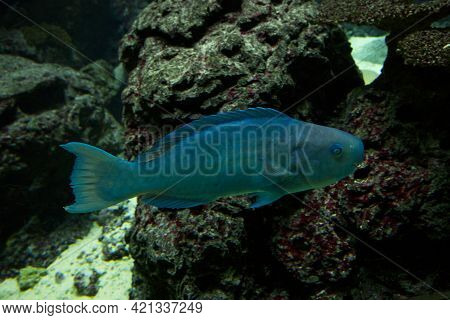 The Blue Parrotfish (scarus Coeruleus)  In Aquarium.